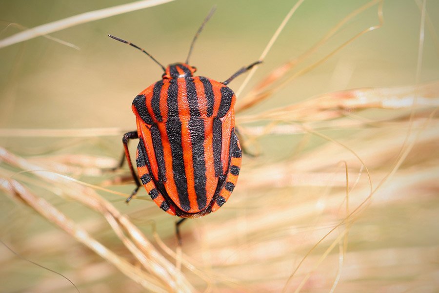 European stripe bug