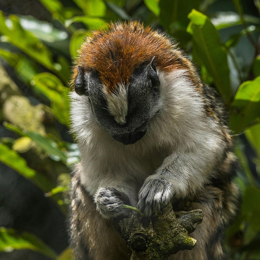 Geoffroy’s tamarin foraging