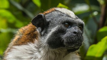 Geoffroy’s tamarin fact sheet