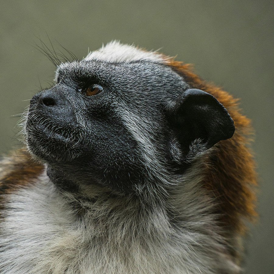 Geoffroy’s tamarin close up