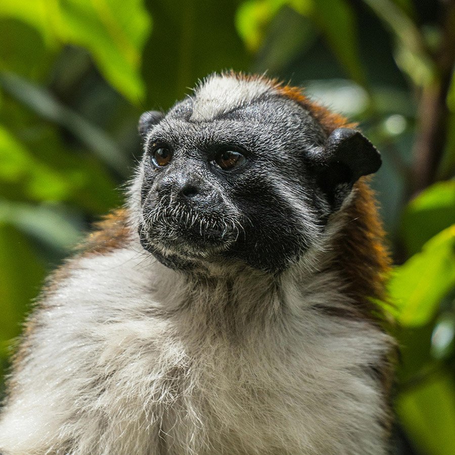 Geoffroy’s tamarin portrait