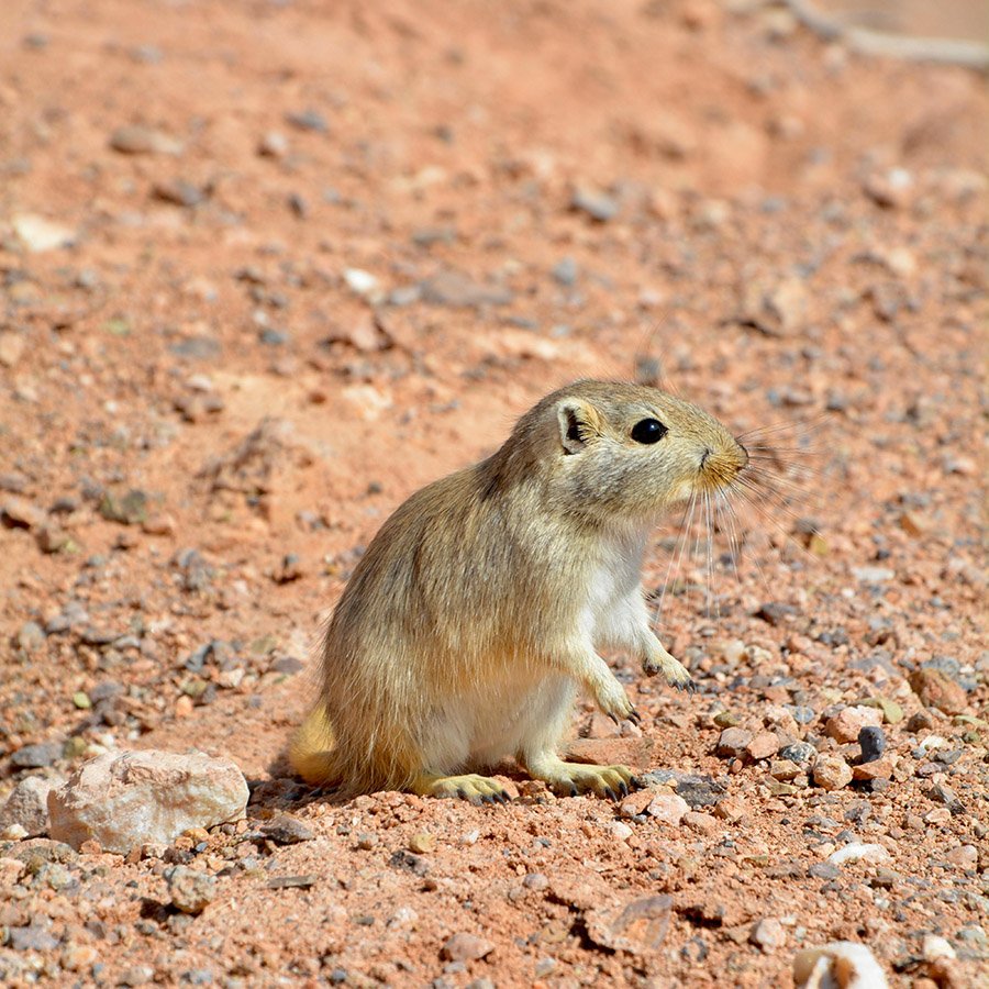 Gerbil in Kazakhstan