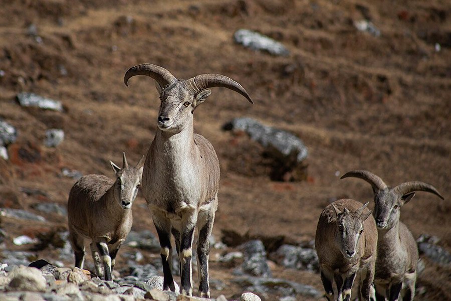 Bharal herd