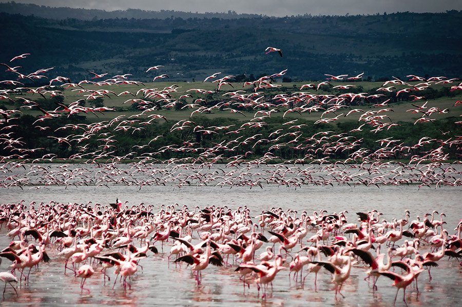 Flamingos in Kenya