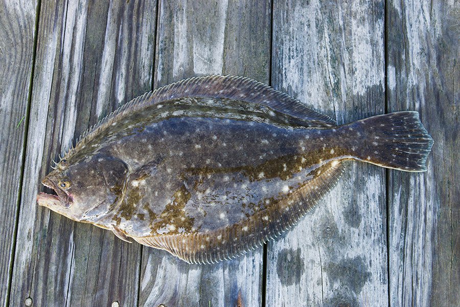 Flounder body