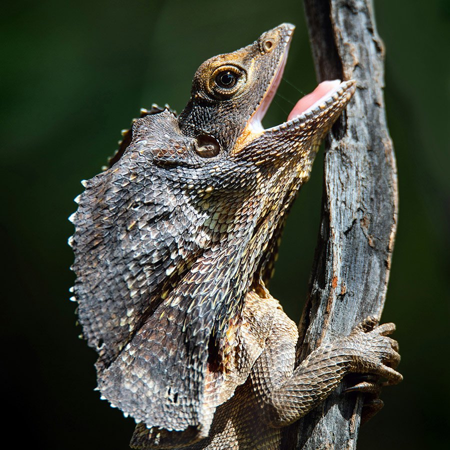 Frilled lizard with open mouth