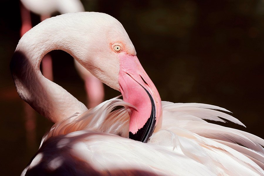 Flamingo head