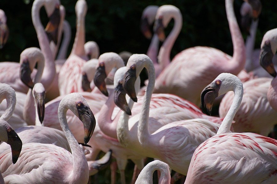 Flamingo flock