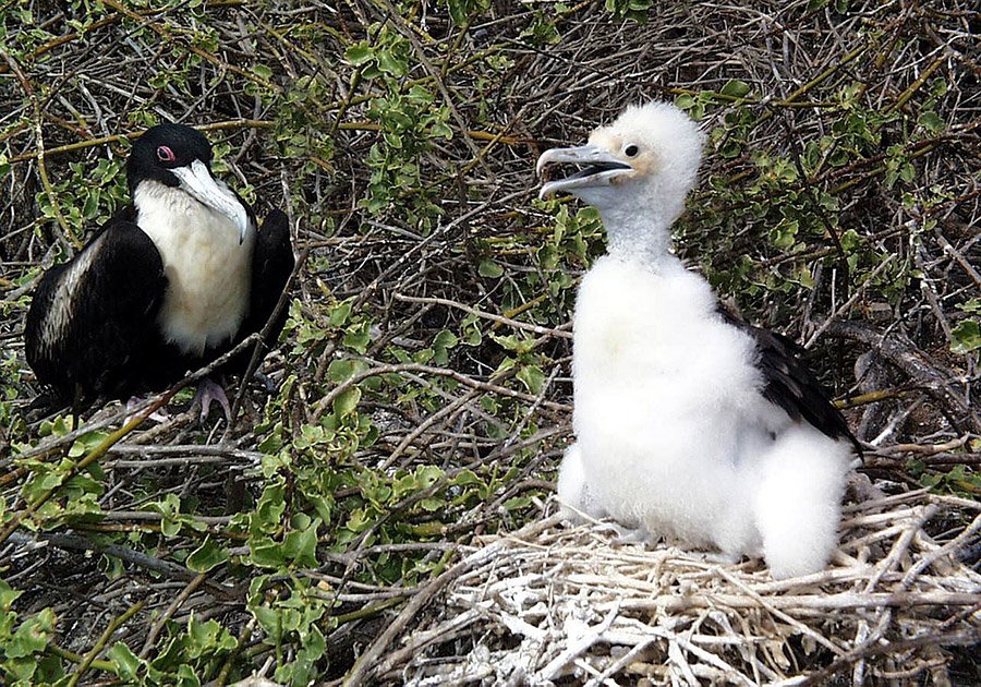 Frigatebird nest