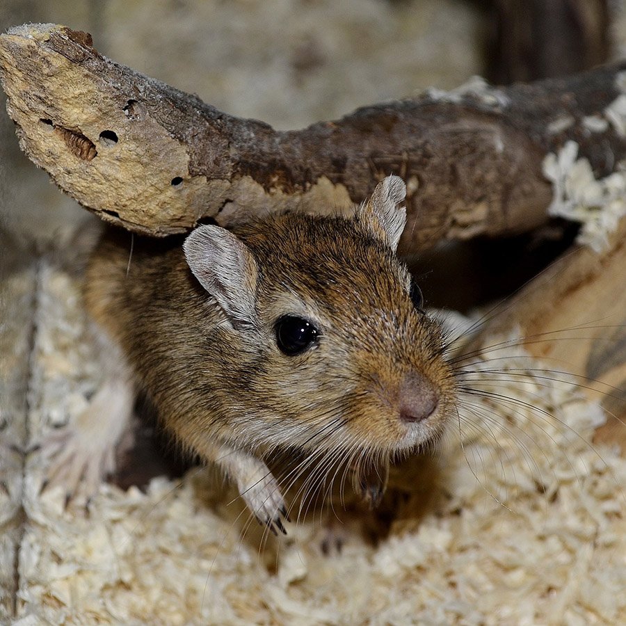 Gerbil close up