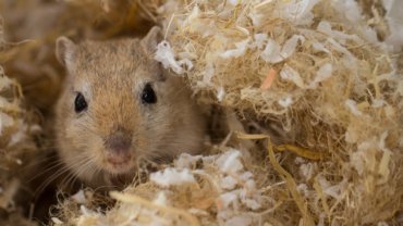 Gerbil fact sheet