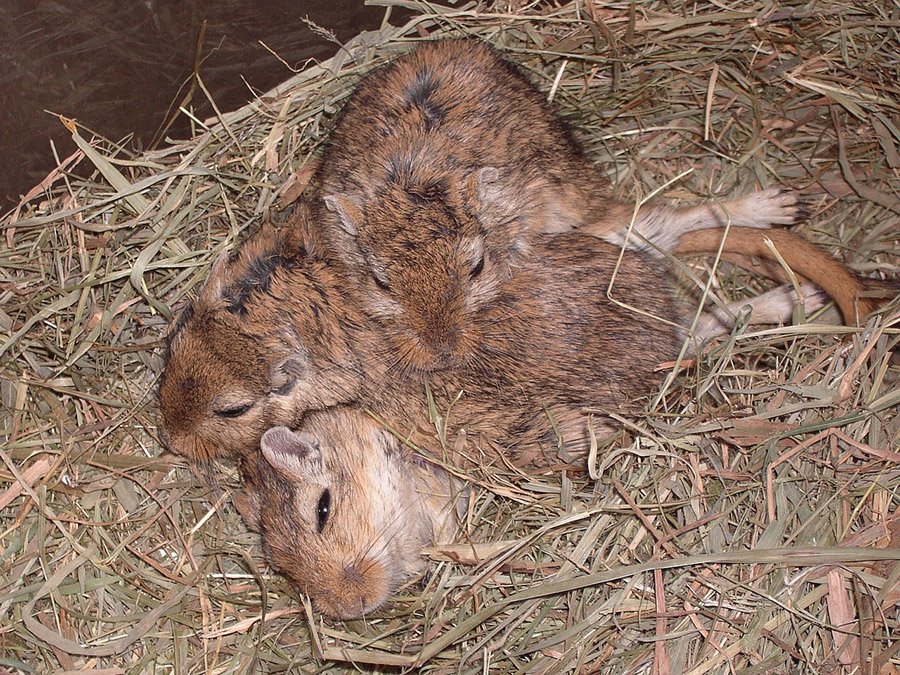 Gerbil family