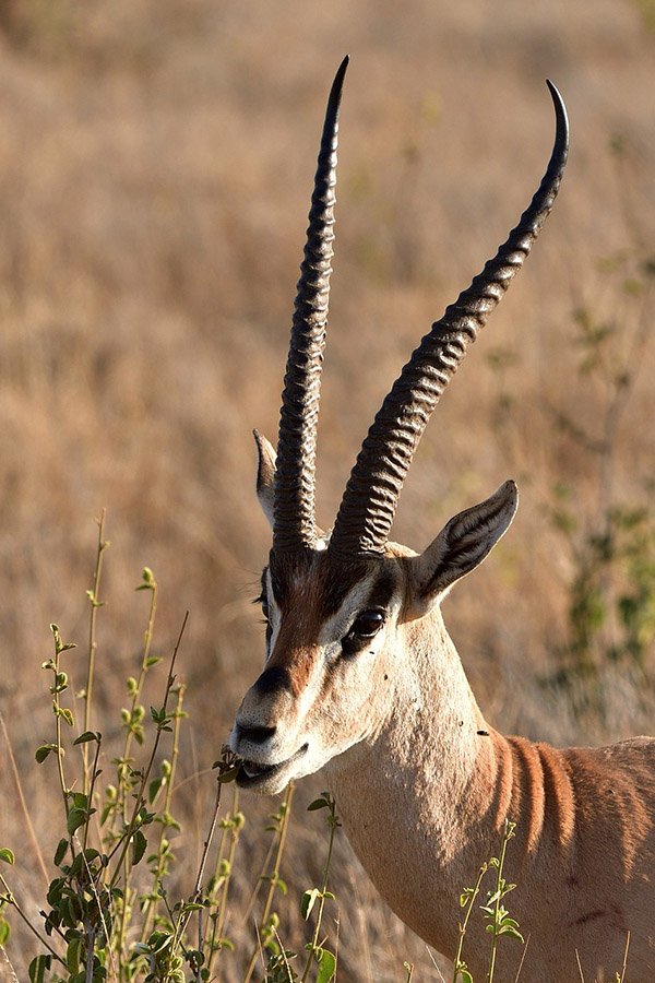 Grant's Gazelle