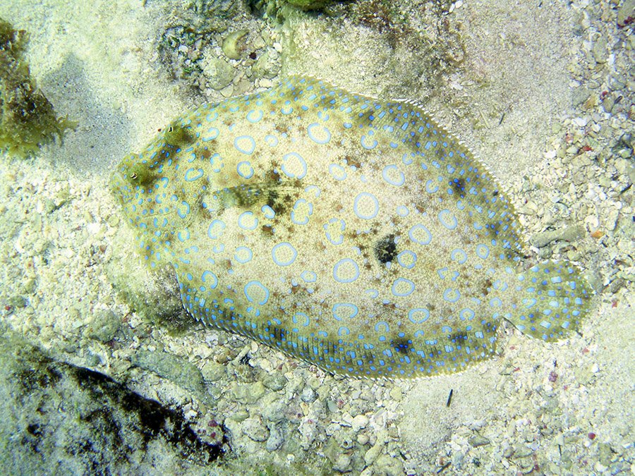 Peacock flounder