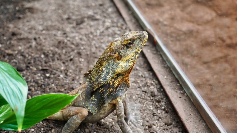 Frilled lizard fact sheet