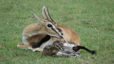 Gazelle fact sheet