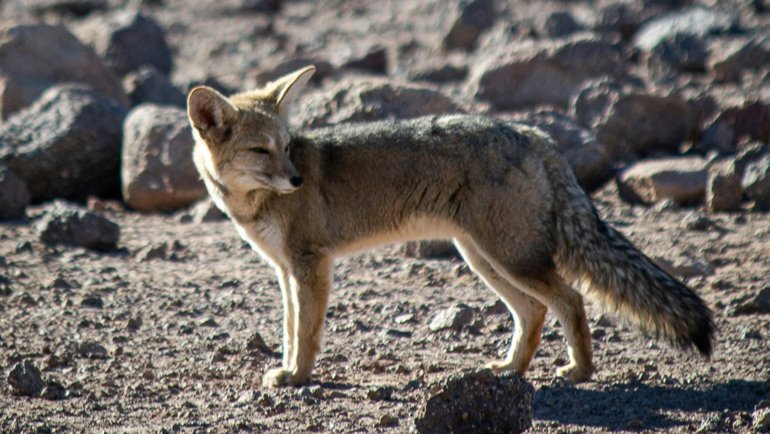 Andean fox fact sheet