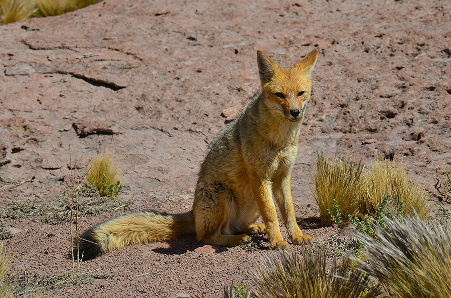 An Andean fox