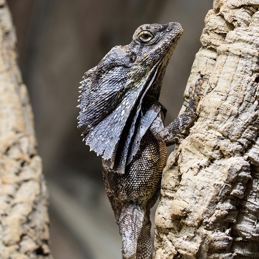 Frilled lizard