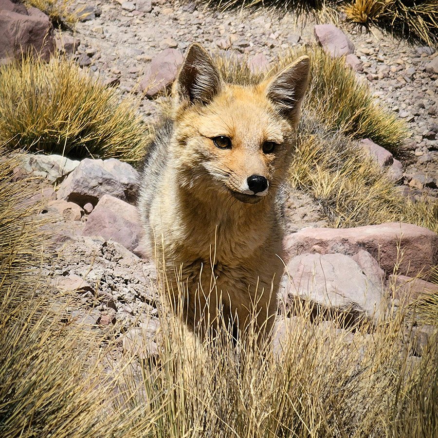 Portrait of a culpeo