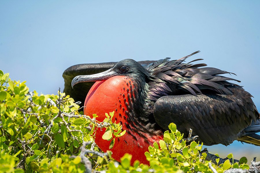 Magnificent frigatebird