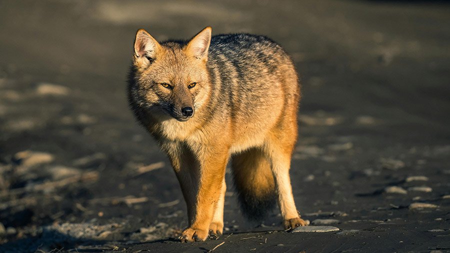 An Andean fox in Argentina