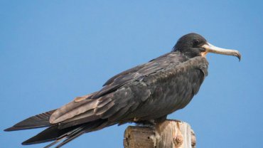 Frigatebird fact sheet