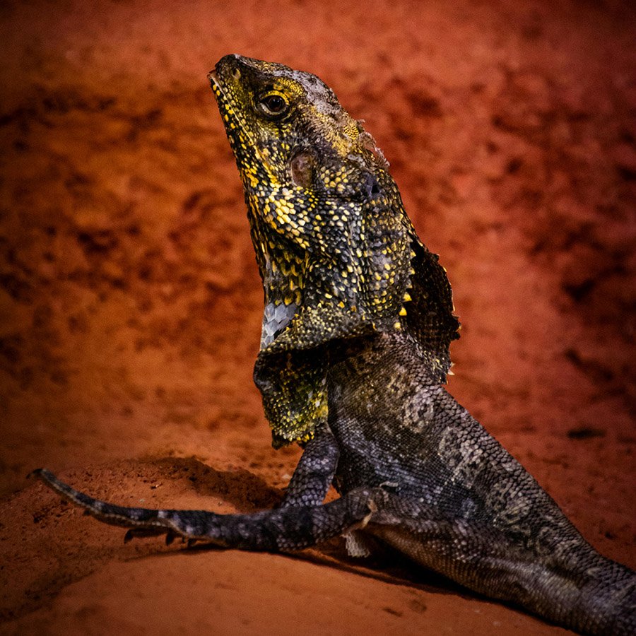 Frilled lizard head