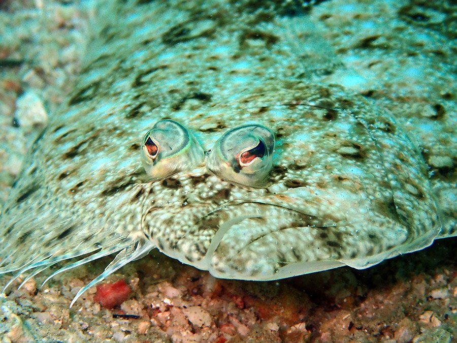 Flounder face