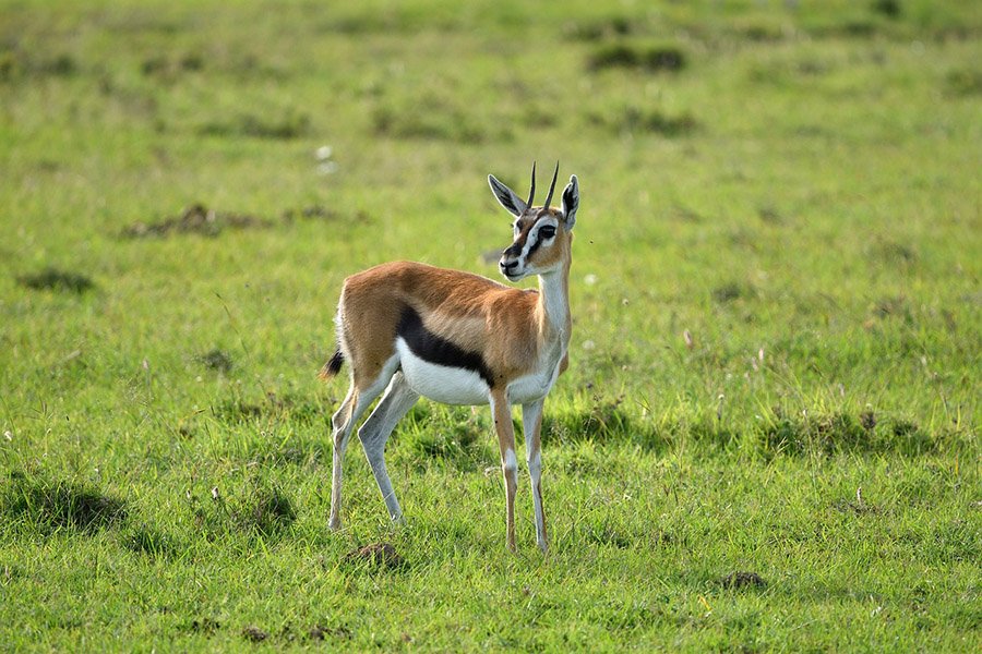 Thomson's Gazelle