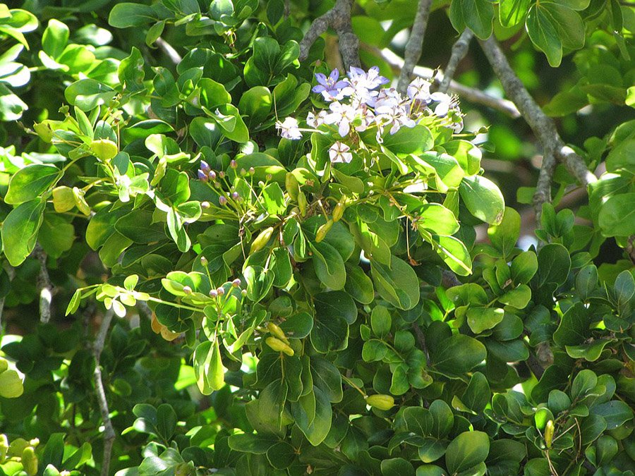 Lignum Vitae