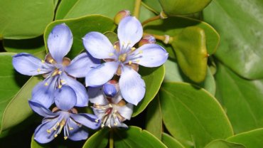 Jamaica National Flower