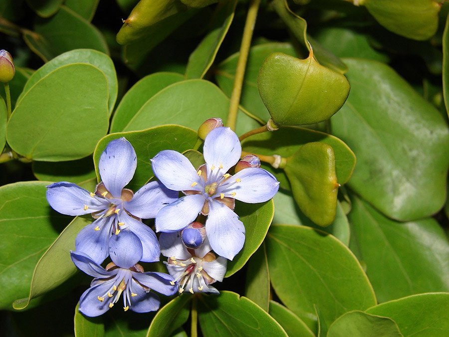 Guaiacum officinale