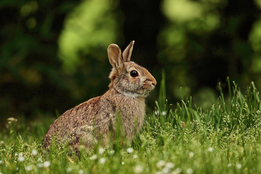 Alert rabbit in grass