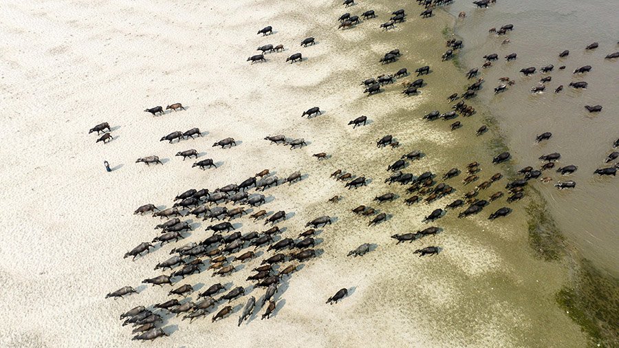 Buffalo herd