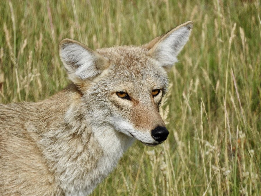 Cat predators - Coyote