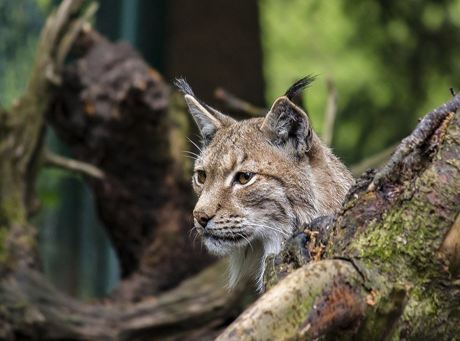 Cat predators - Lynx