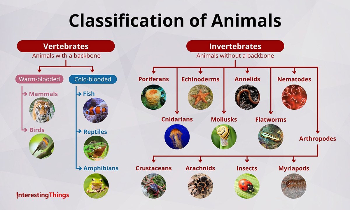 Classification of Animals