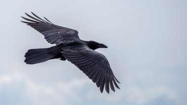 What eats crows