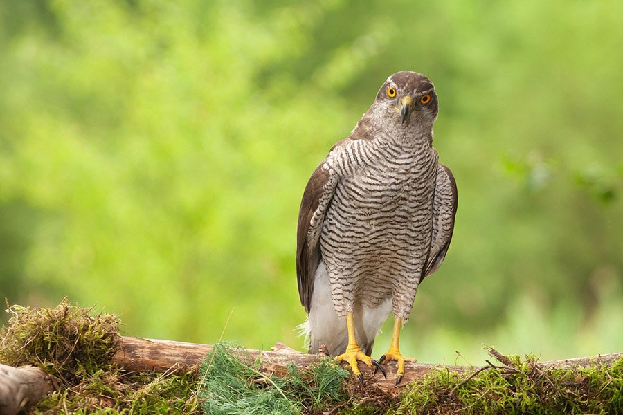 Crow predators - Goshawks