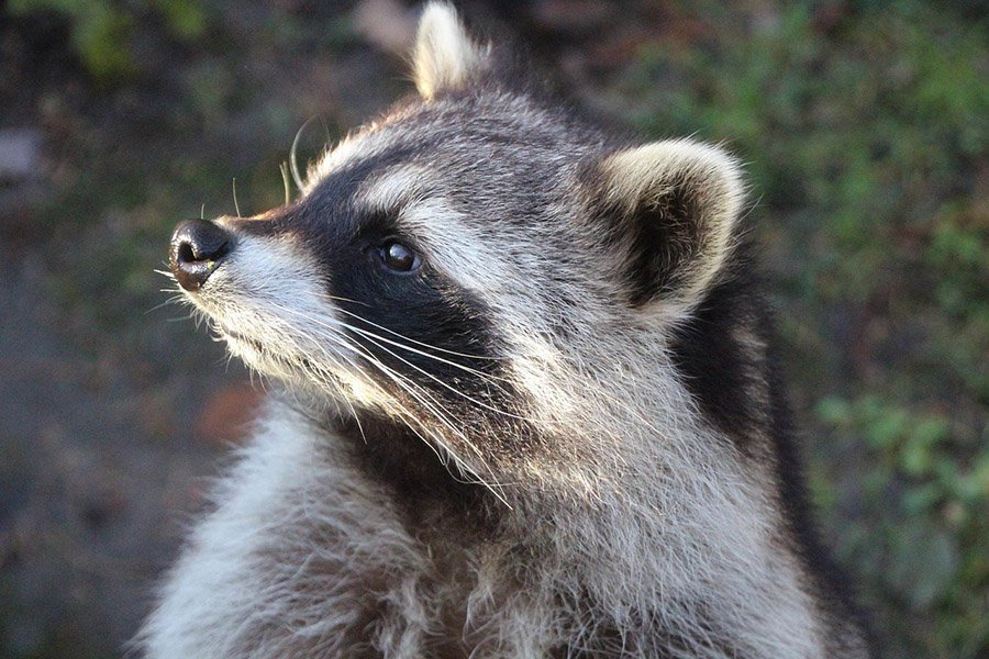 Crow predators - Raccoon