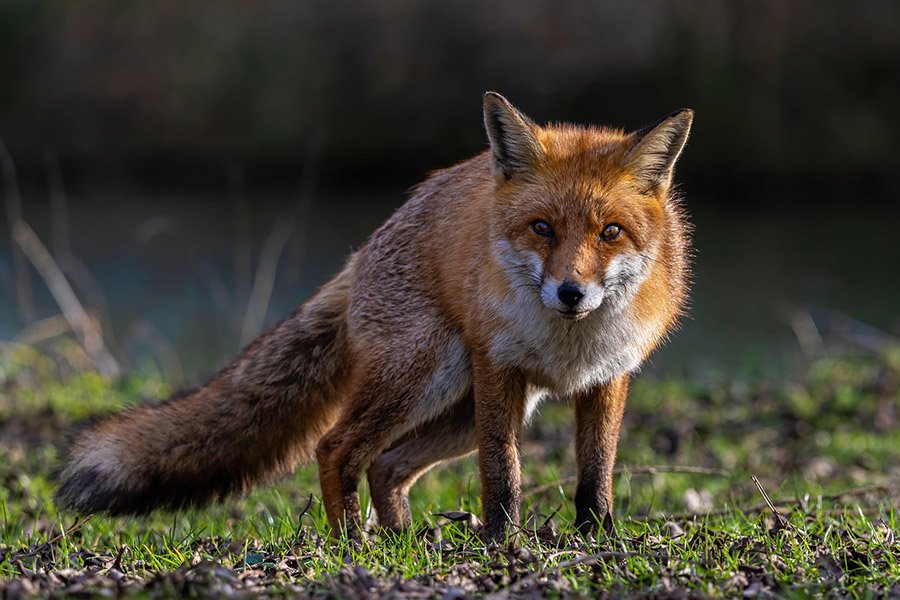 Crow predators - red fox