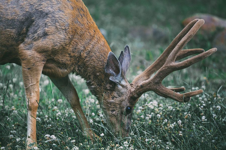 Deer eating grass