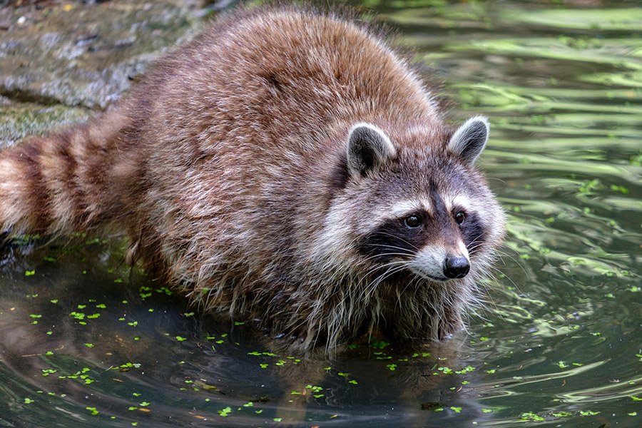 Duck predators - Raccoon