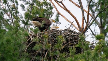 What eats an eagle