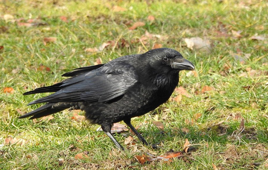 Eagle predators - Crow