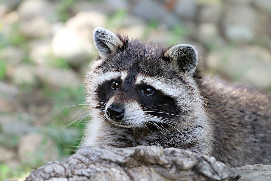 Eagle predators - Raccoon