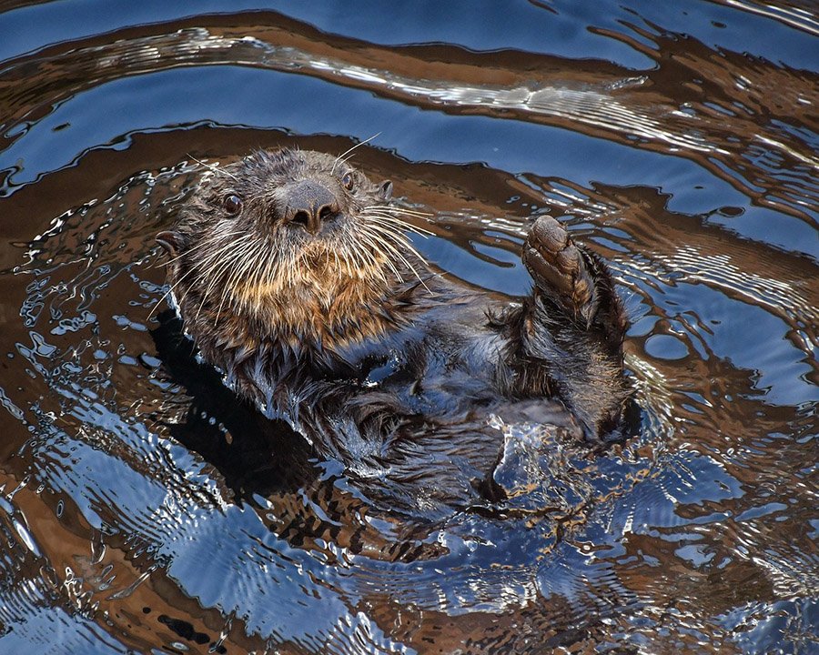 Eel predators - Otter