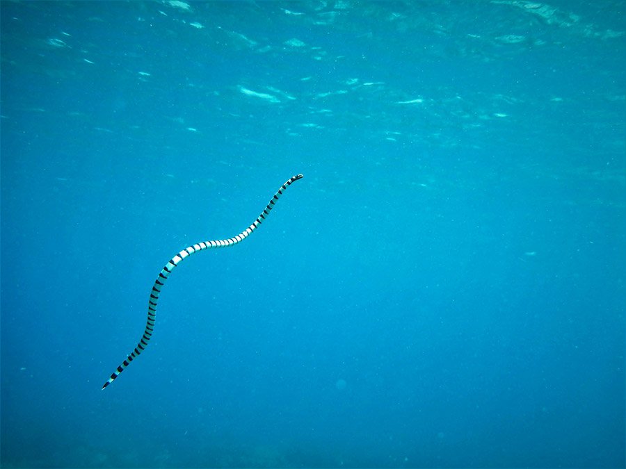 Eel predators - Sea snake