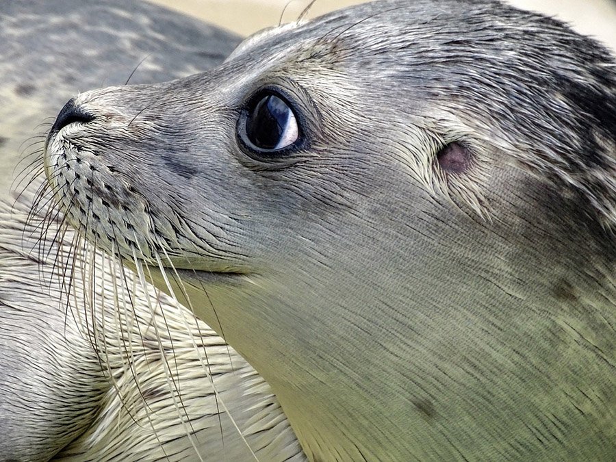 Eel predators - Seal